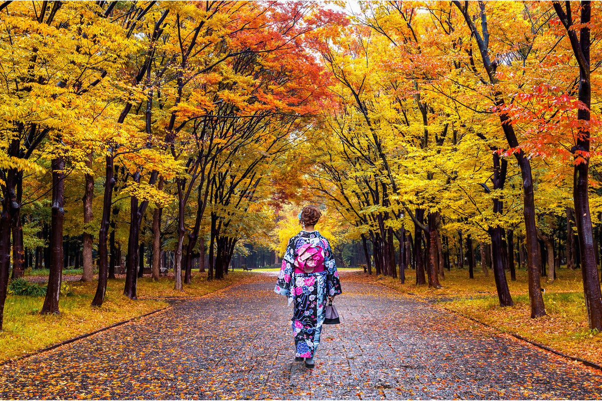 Why Japan’s Autumn Foliage Is So Beautiful Autumn has arrived, and the season of colorful leaves is here. Across Japan, the leaves turn beautiful shades of red, yellow, and orange, blending gently with the green of evergreen trees.