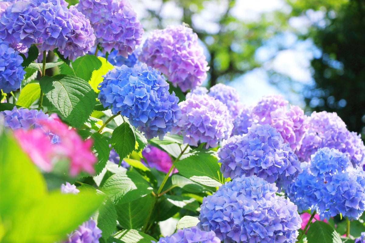 Colorful hydrangeas in bloom during Japan's rainy season