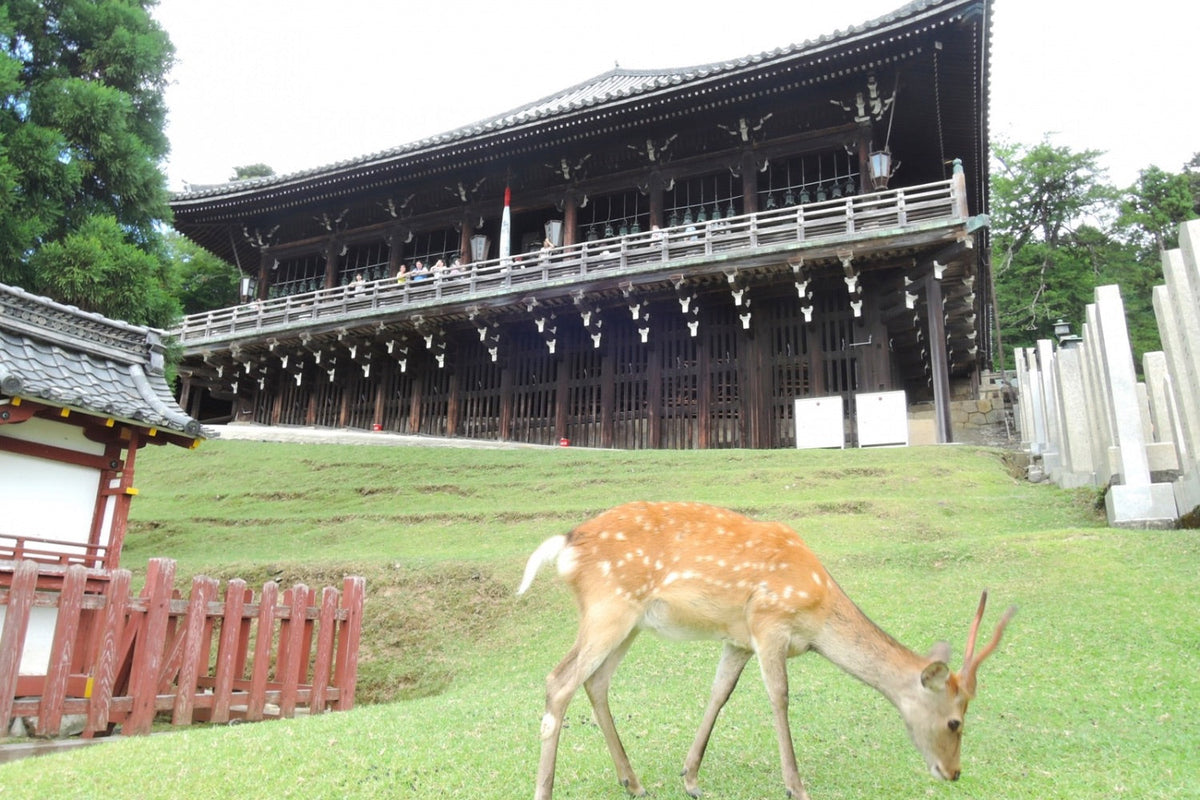 Deer in front of Todaiji Temple in Nara, Japan